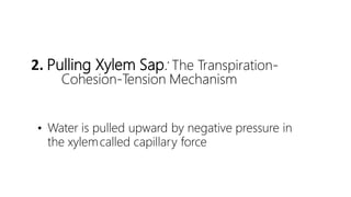 2. Pulling Xylem Sap: The Transpiration-
Cohesion-Tension Mechanism
• Water is pulled upward by negative pressure in
the xylemcalled capillary force
 
