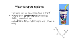 Water transport in plants:
• The same way we drink soda from a straw!
• Water’s great cohesive forces (molecules
sticking to each other)
and adhesive forces (attaching to walls of xylem
cells)
 