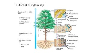 • Ascent of xylem sap
Outside air  = –100.0
MPa
Leaf  (air spaces)
= –7.0 MPa
Leaf  (cell walls) = –
1.0 MPa
Trunk xylem  = – 0.8
MPa
Water
potential
gradient
Root xylem = – 0.6
MPa
Soil  = – 0.3
MPa
Xylem
sap
Mesophyll cells
Stoma
Water molecule
Atmosphere
Transpiration
Xylem
cells Adhesion
Cell wall
Cohesion, by
hydrogen bonding
Water molecule
Root hair
Soil particle
Water
Cohesion and
adhesion in
the xylem
Water uptake
from soil
 
