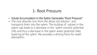 1- Root Pressure
• Solute Accumulation in the Xylem Generates “Root Pressure”
• The root absorbs ions from the dilute soil solution and
transports them into the xylem. The buildup of solutes in the
xylem sap leads to a decrease in the xylem osmotic potential
(Ψs) and thus a decrease in the xylem water potential (Ψw).
lowering of the xylem Ψw provides a driving force for water
absorption.
 