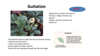 Guttation
Appearance of xylem sap drops on
the tips or edges of leaves e.g.
grasses
•Sugars, mineral nutrients and
potassium
Dew?
•Transpiration stops at night time due to stomata closing
• High soil moisture level
• Lower root water potential
•Accumulation of water in plants
•Plants will start bleeding through leaf tips and edges
 