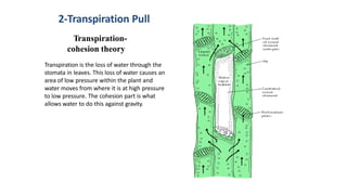 2-Transpiration Pull
Transpiration-
cohesion theory
Transpiration is the loss of water through the
stomata in leaves. This loss of water causes an
area of low pressure within the plant and
water moves from where it is at high pressure
to low pressure. The cohesion part is what
allows water to do this against gravity.
 