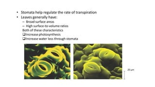 • Stomata help regulate the rate of transpiration
• Leaves generally have:
– Broad surface areas
– High surface-to-volume ratios
Both of these characteristics
Increase photosynthesis
Increase water loss through stomata
20 µm
 