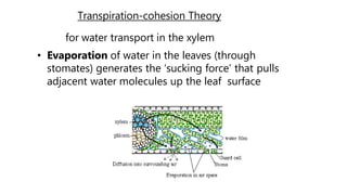 Transpiration-cohesion Theory
for water transport in the xylem
• Evaporation of water in the leaves (through
stomates) generates the ‘sucking force’ that pulls
adjacent water molecules up the leaf surface
 