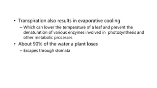 • Transpiration also results in evaporative cooling
– Which can lower the temperature of a leaf and prevent the
denaturation of various enzymes involved in photosynthesis and
other metabolic processes
• About 90% of the water a plant loses
– Escapes through stomata
 