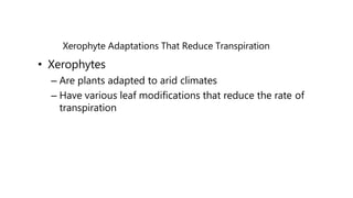 Xerophyte Adaptations That Reduce Transpiration
• Xerophytes
– Are plants adapted to arid climates
– Have various leaf modifications that reduce the rate of
transpiration
 