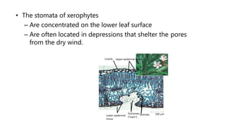 • The stomata of xerophytes
– Are concentrated on the lower leaf surface
– Are often located in depressions that shelter the pores
from the dry wind.
Lower epidermal
tissue
Cuticle Upper epidermal tissue
Trichomes Stomata
(“hairs”)
100 m
 