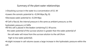 Summary of the plant water relationships
Dissolving sucrose in the water to a concentration of 0.1 M:
Lowers the osmotic potential to –0.244 Mpa (fig. B)
Decreases water potential to –0.244 Mpa
If Cell is flaccid, the internal pressure is the same as ambient pressure, so the
hydrostatic pressure is 0 MPa
If this cell is placed in the beaker containing 0.1 M sucros
the water potential of the sucrose solution is greater than the water potential of
the cell water will move from the sucrose solution to the cell (from
high to low water potential).
A slight increase in cell volume causes a large increase in the hydrostatic pressure within the
cell.
 