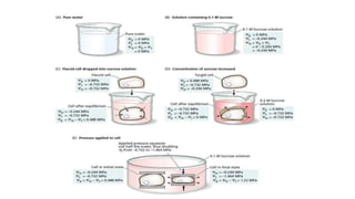 • Turgor loss in plants causes wilting
– Which can be reversed when the plant is watered
 