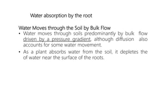 Water Moves through the Soil by Bulk Flow
• Water moves through soils predominantly by bulk flow
driven by a pressure gradient, although diffusion also
accounts for some water movement.
• As a plant absorbs water from the soil, it depletes the
of water near the surface of the roots.
Water absorption by the root
 