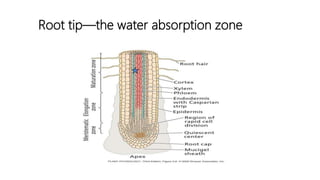 Root tip—the water absorption zone
 