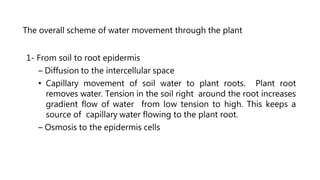 The overall scheme of water movement through the plant
1- From soil to root epidermis
– Diffusion to the intercellular space
• Capillary movement of soil water to plant roots. Plant root
removes water. Tension in the soil right around the root increases
gradient flow of water from low tension to high. This keeps a
source of capillary water flowing to the plant root.
– Osmosis to the epidermis cells
 