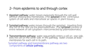 1 Apoplast pathway: water moves exclusively through the cell wall
without crossing any membranes. (The apoplast is the continuous
system of cell walls and intercellular air spaces in plant tissues.)
2 Symplast pathway: water moves through the symplast, traveling from
one cell to the next via the plasmodesmata (The symplast consists of
entire network of cell cytoplasm interconnected by plasmodesmata.)
3 Transmembrane pathway: water sequentially enters a cell on one side,
exits the cell on the other side. In this pathway, water crosses at least
membranes for each cell in its path.
Symplast pathway and transmembrane pathway are two
components of cellular pathway,
2- From epidermis to and through cortex
 