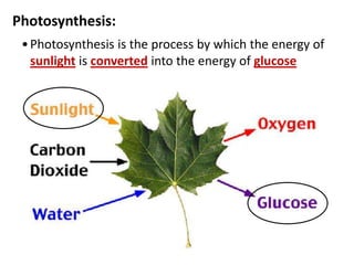 Photosynthesis:
•Photosynthesis is the process by which the energy of
sunlight is converted into the energy of glucose
 
