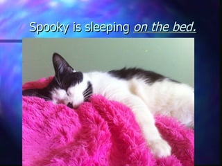 Spooky is sleeping  on the bed . 