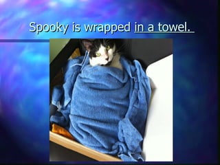 Spooky is wrapped  in a towel.  