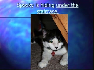 Spooky is hiding  under the staircase. 
