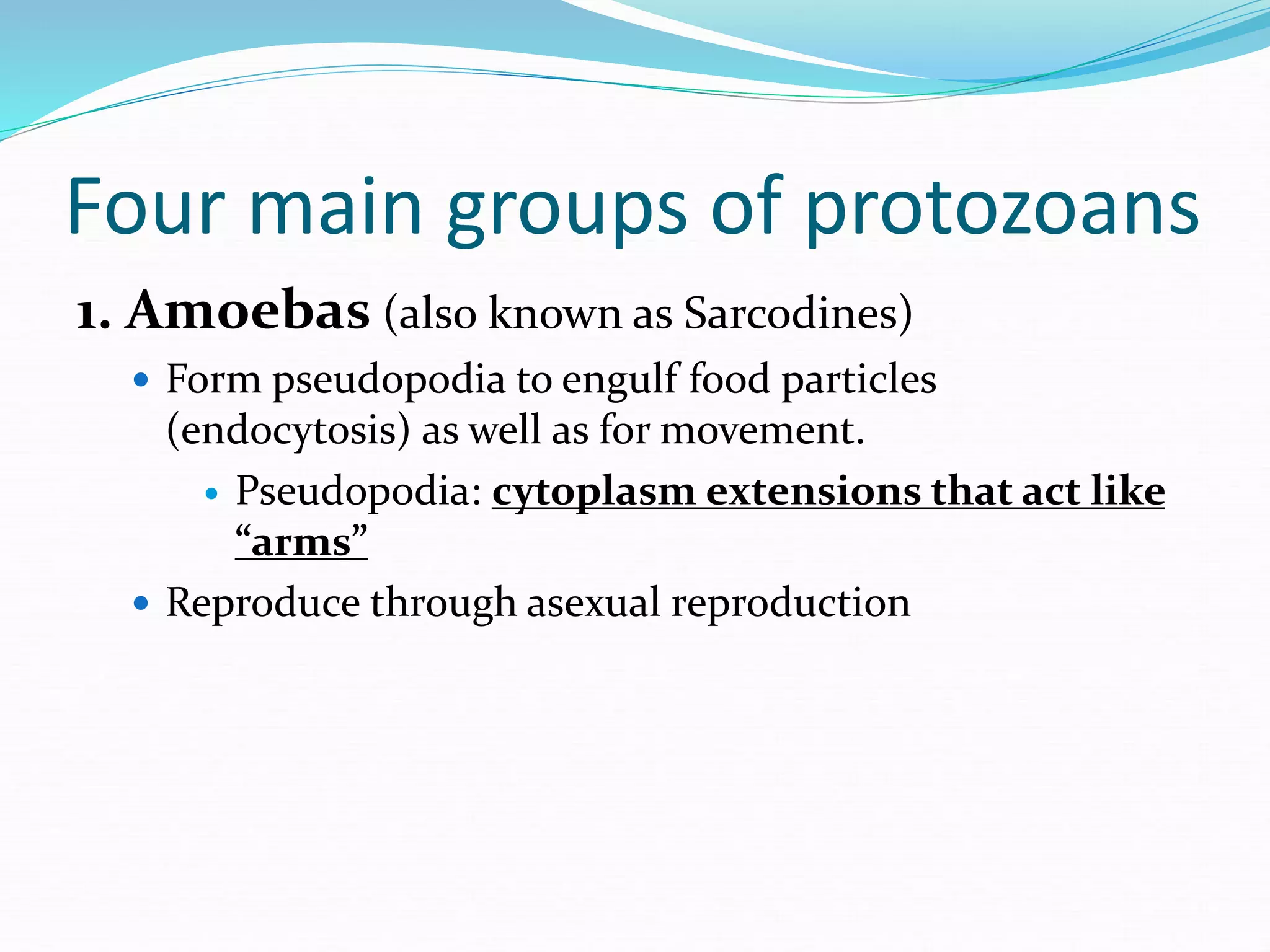 Four main groups of protozoans
1. Amoebas (also known as Sarcodines)
 Form pseudopodia to engulf food particles
(endocytosis) as well as for movement.
 Pseudopodia: cytoplasm extensions that act like
“arms”
 Reproduce through asexual reproduction
 