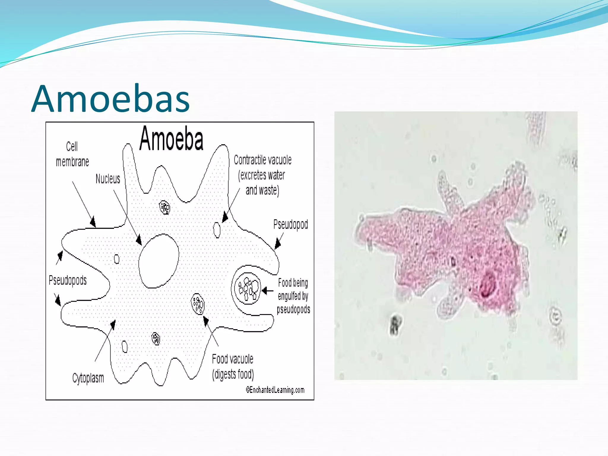 Amoebas
 