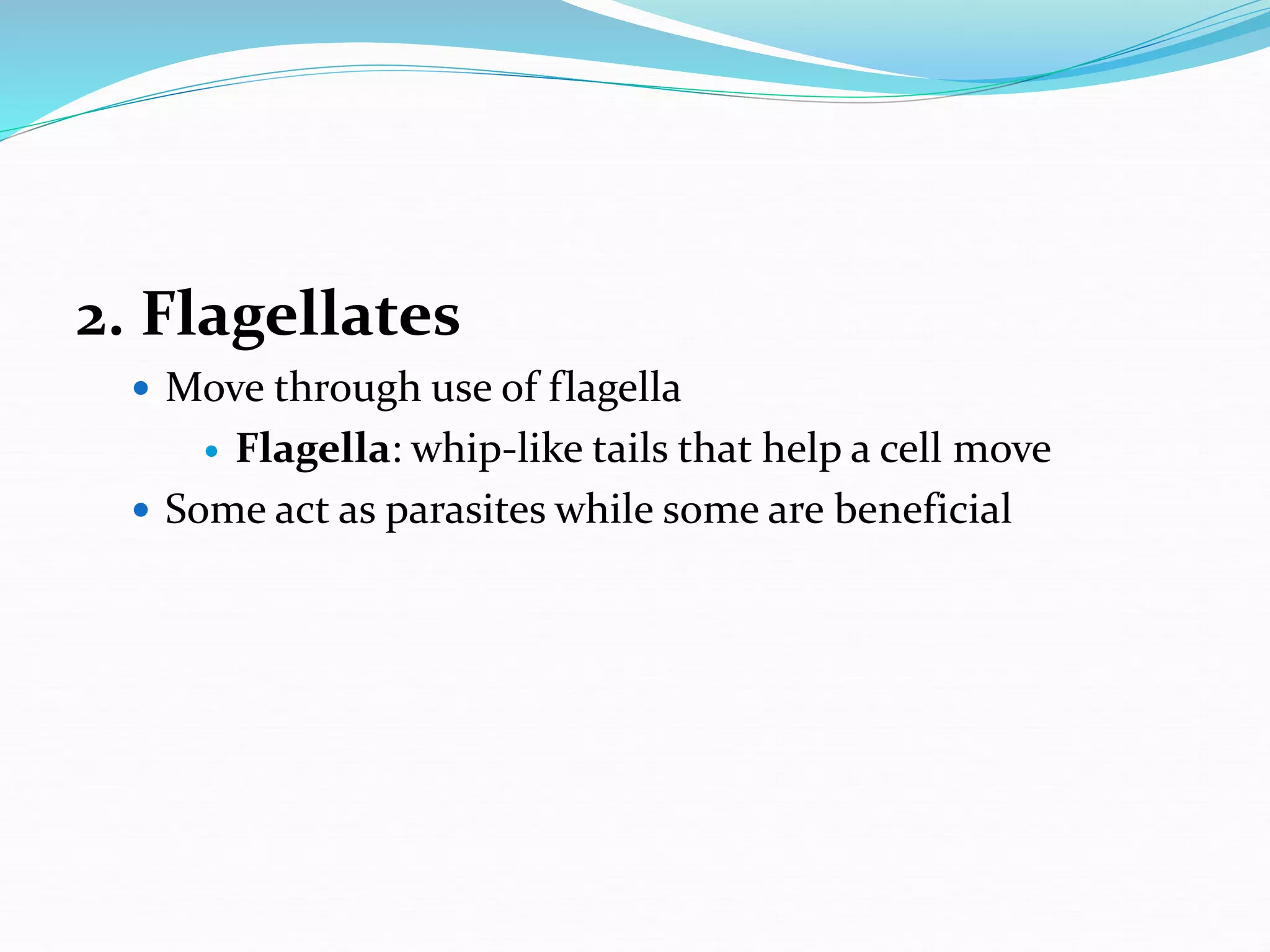 2. Flagellates
 Move through use of flagella
 Flagella: whip-like tails that help a cell move
 Some act as parasites while some are beneficial
 
