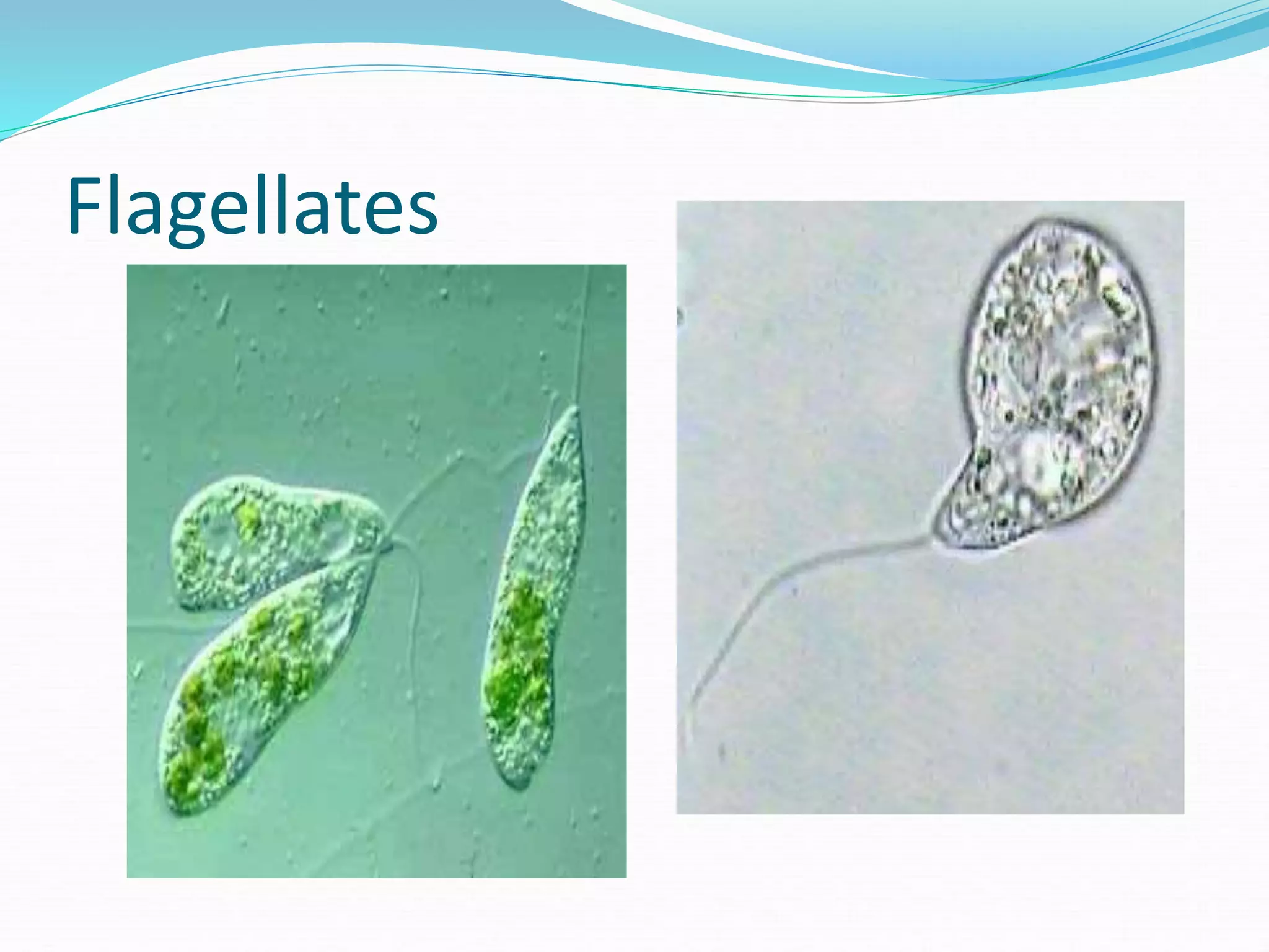 Flagellates
 