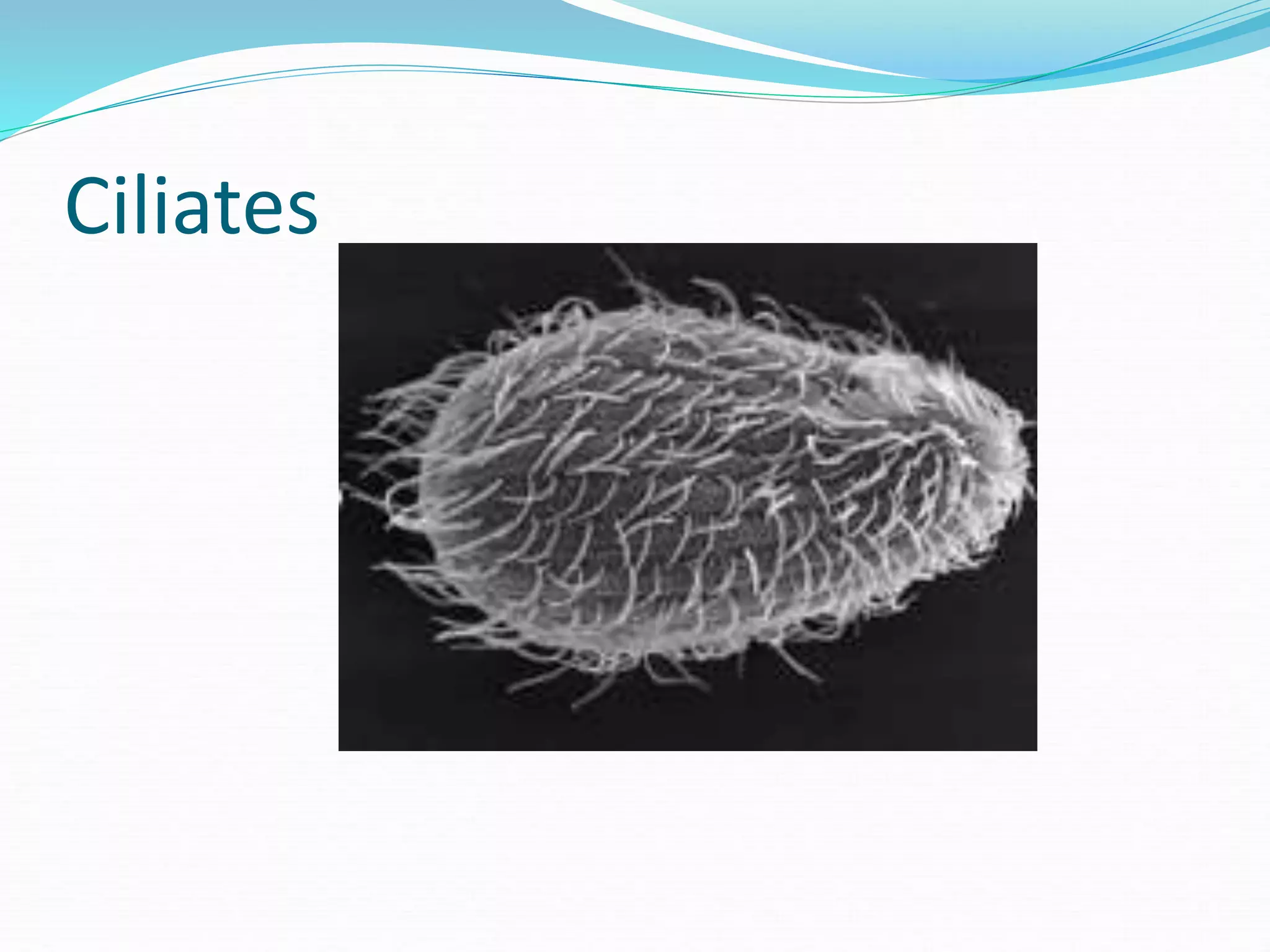 Ciliates
 