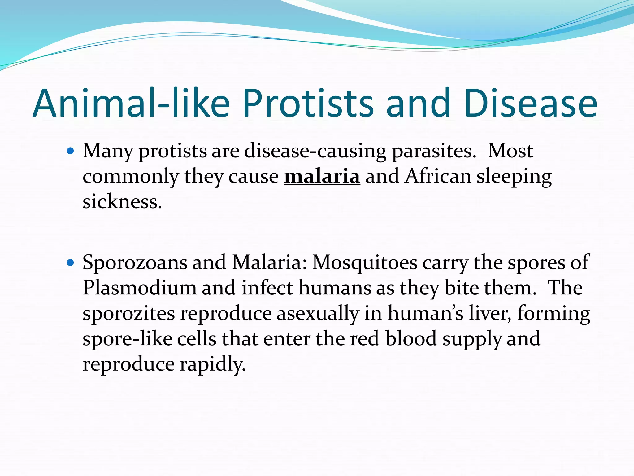 Animal-like Protists and Disease
 Many protists are disease-causing parasites. Most
commonly they cause malaria and African sleeping
sickness.
 Sporozoans and Malaria: Mosquitoes carry the spores of
Plasmodium and infect humans as they bite them. The
sporozites reproduce asexually in human’s liver, forming
spore-like cells that enter the red blood supply and
reproduce rapidly.
 