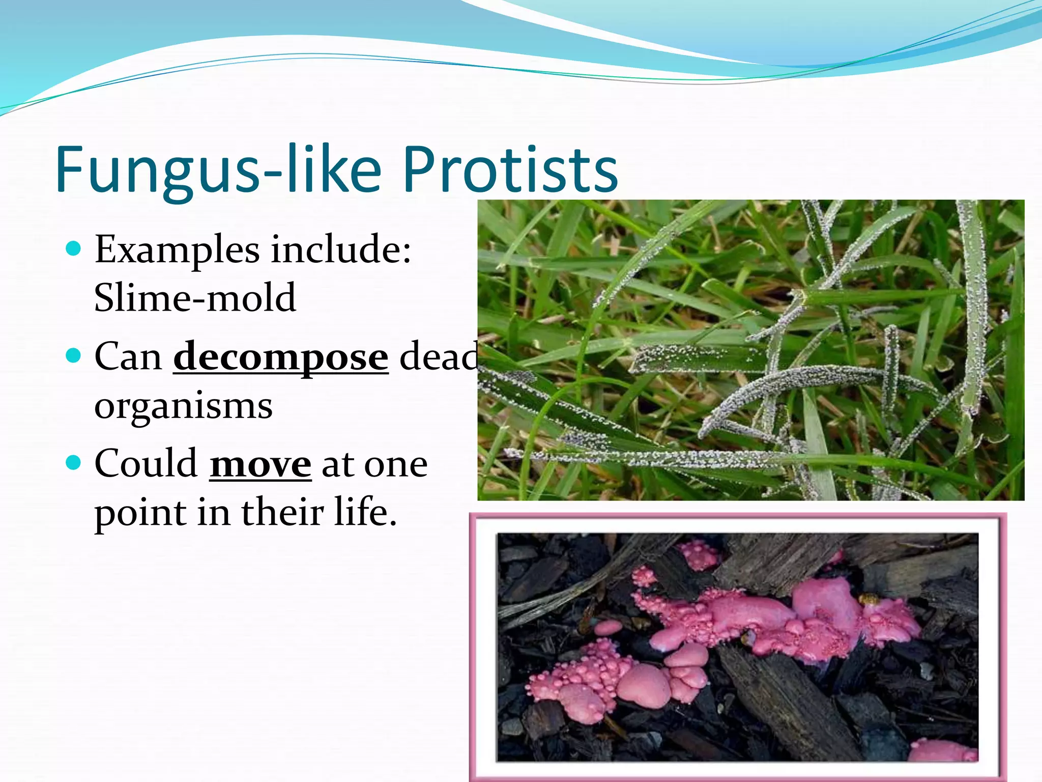 Fungus-like Protists
 Examples include:
Slime-mold
 Can decompose dead
organisms
 Could move at one
point in their life.
 