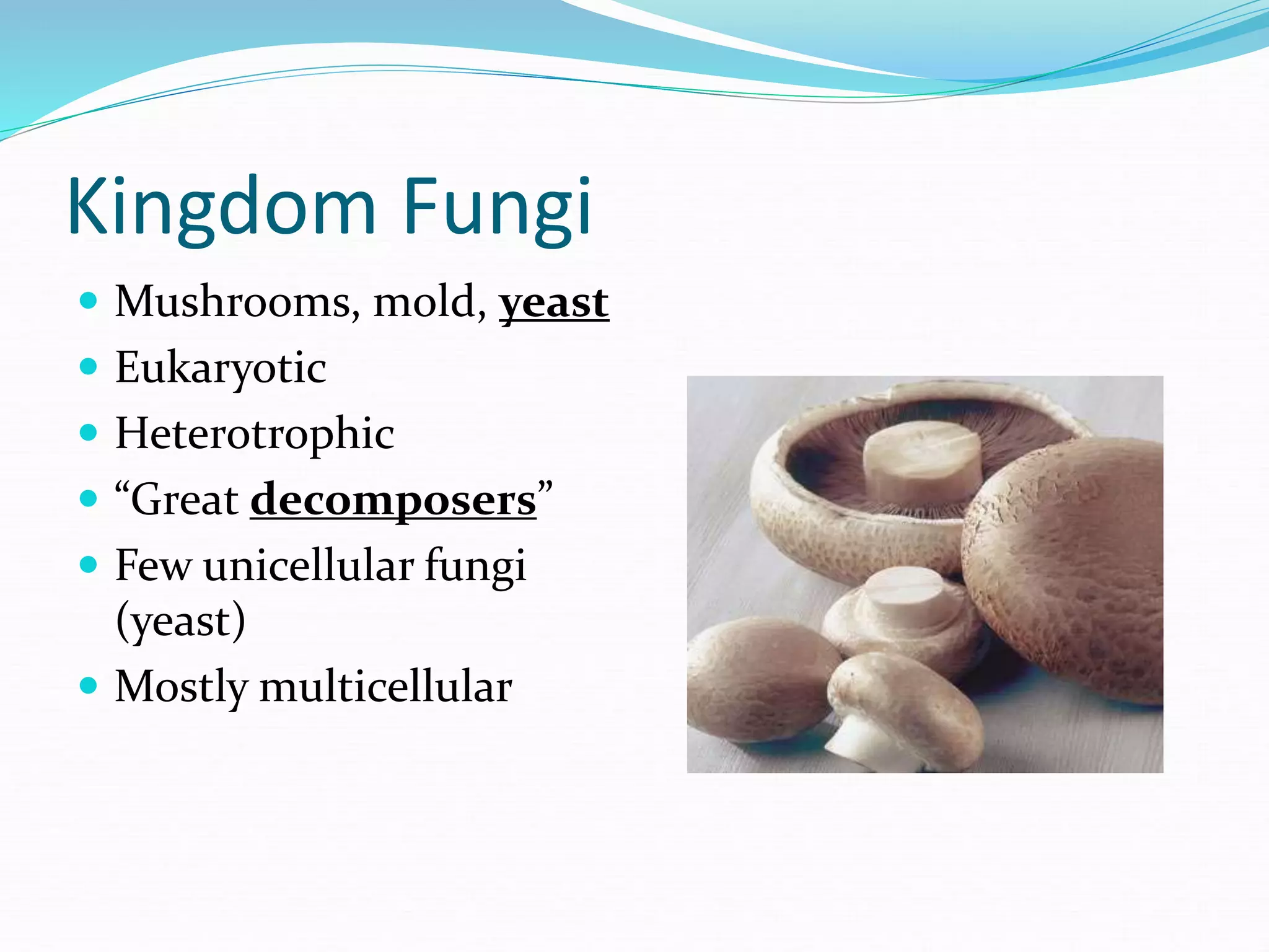 Kingdom Fungi
 Mushrooms, mold, yeast
 Eukaryotic
 Heterotrophic
 “Great decomposers”
 Few unicellular fungi
(yeast)
 Mostly multicellular
 