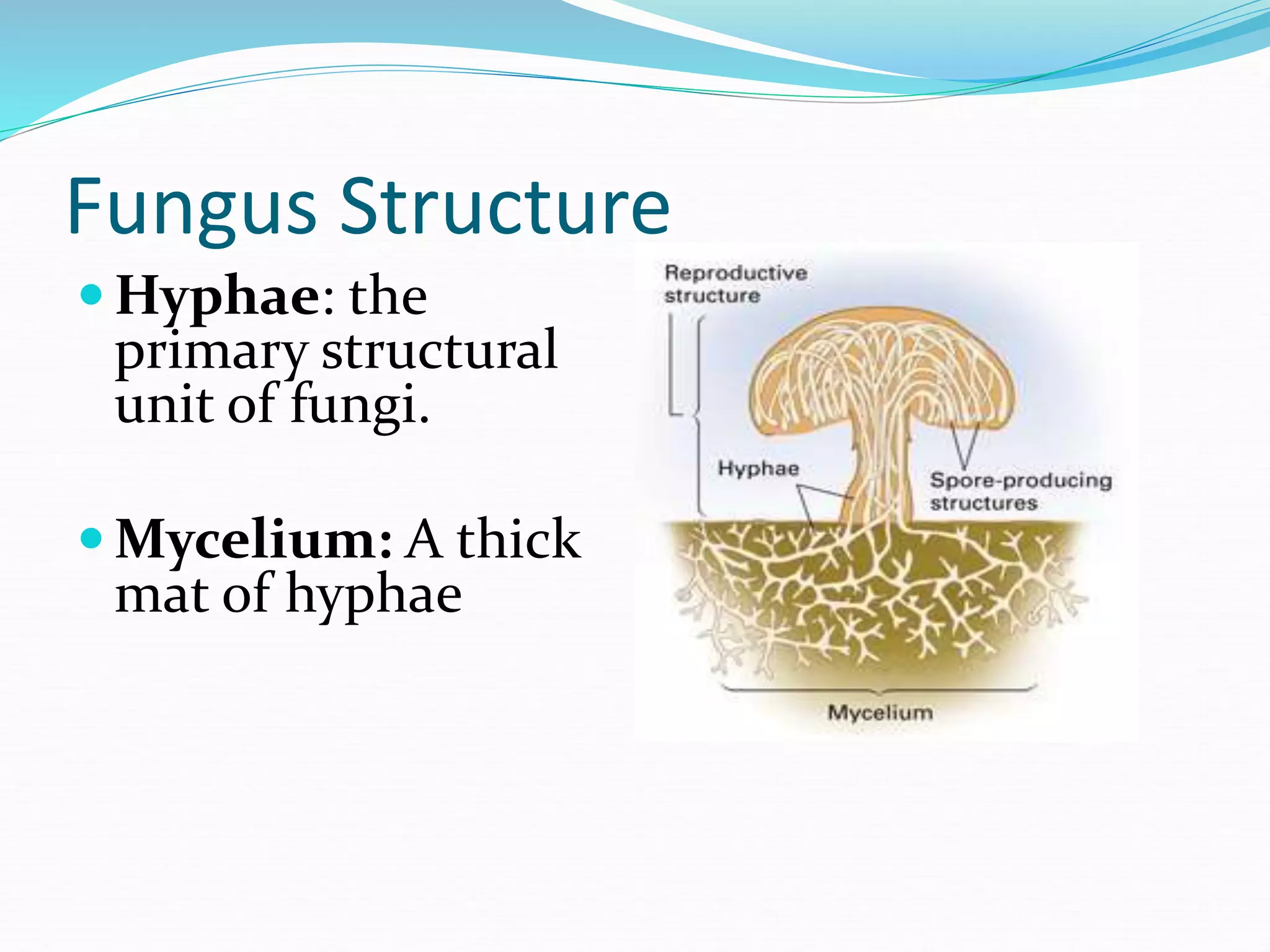Fungus Structure
 Hyphae: the
primary structural
unit of fungi.
 Mycelium: A thick
mat of hyphae
 