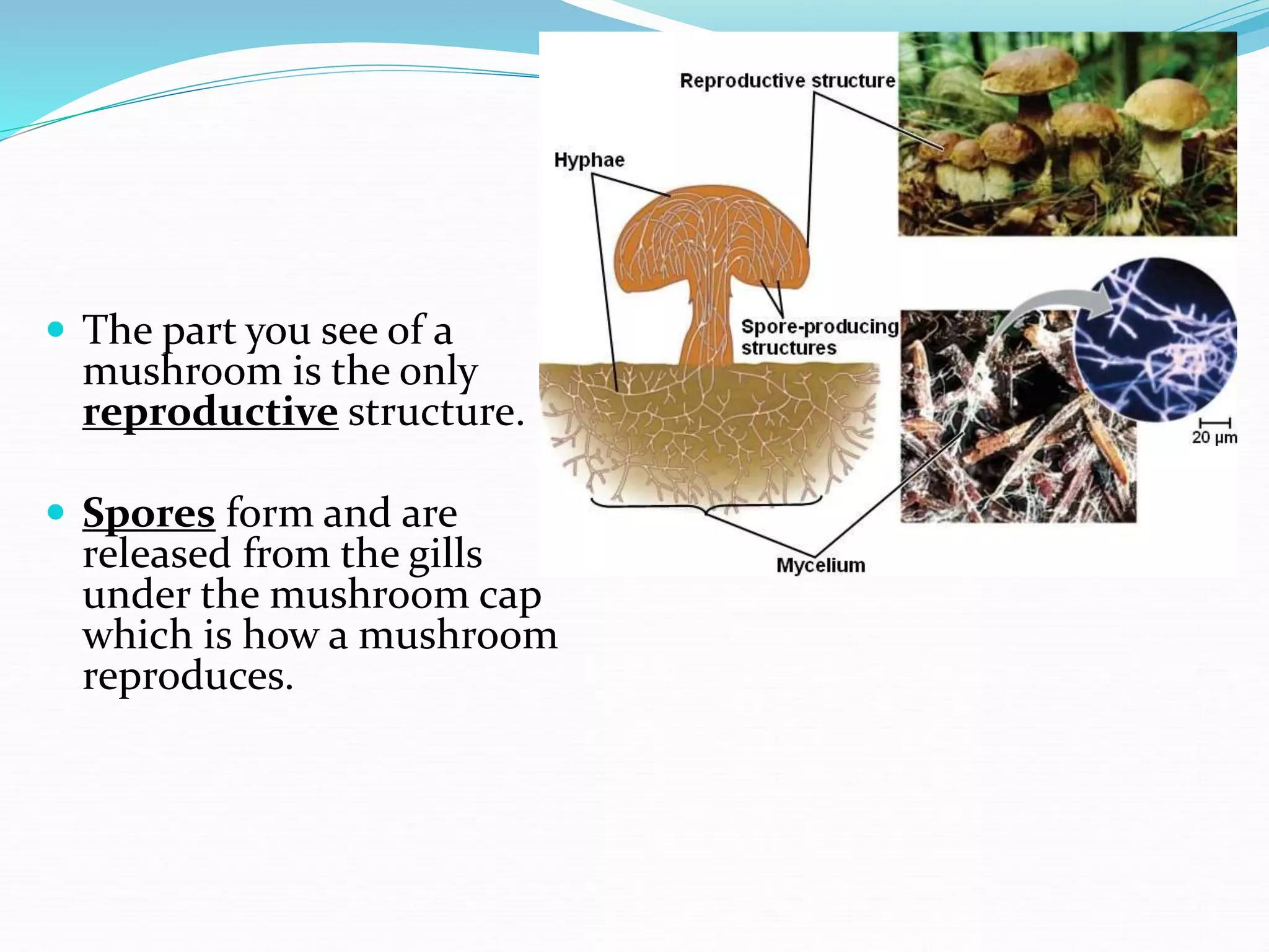  The part you see of a
mushroom is the only
reproductive structure.
 Spores form and are
released from the gills
under the mushroom cap
which is how a mushroom
reproduces.
 