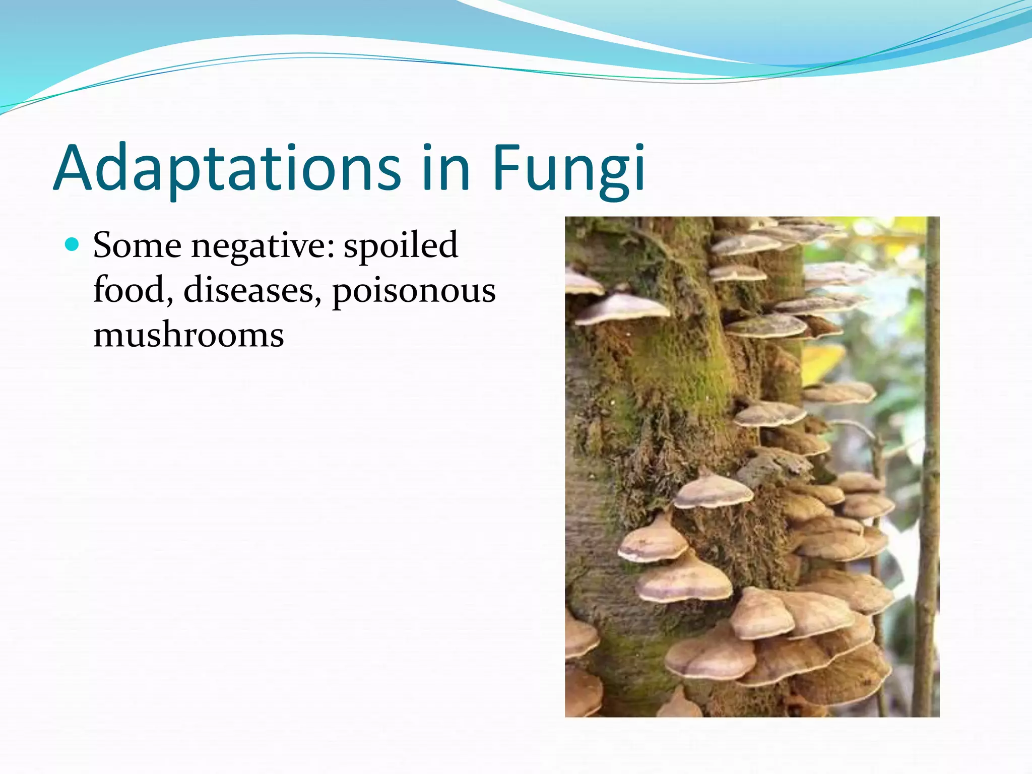 Adaptations in Fungi
 Some negative: spoiled
food, diseases, poisonous
mushrooms
 
