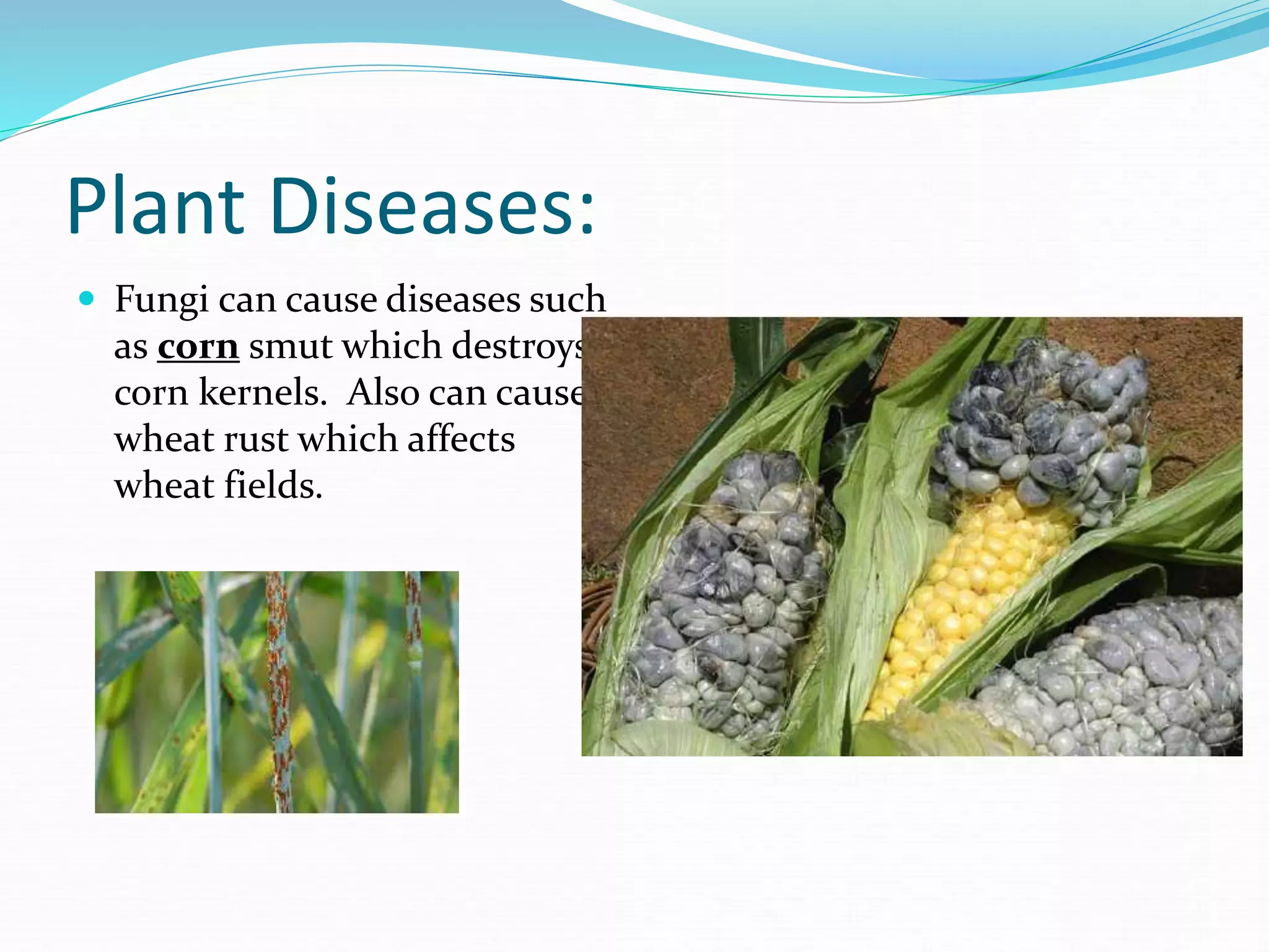 Plant Diseases:
 Fungi can cause diseases such
as corn smut which destroys
corn kernels. Also can cause
wheat rust which affects
wheat fields.
 