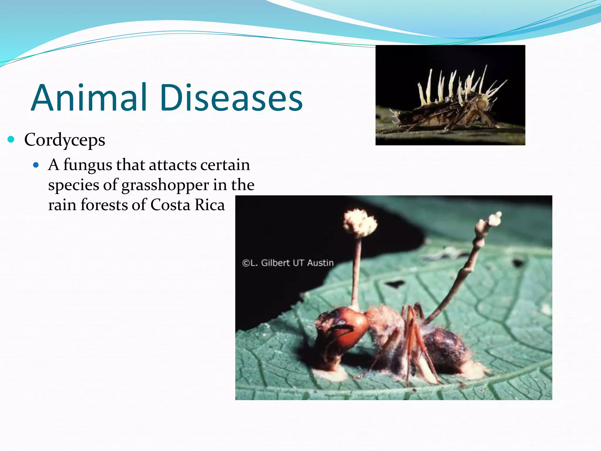 Animal Diseases
 Cordyceps
 A fungus that attacts certain
species of grasshopper in the
rain forests of Costa Rica
 