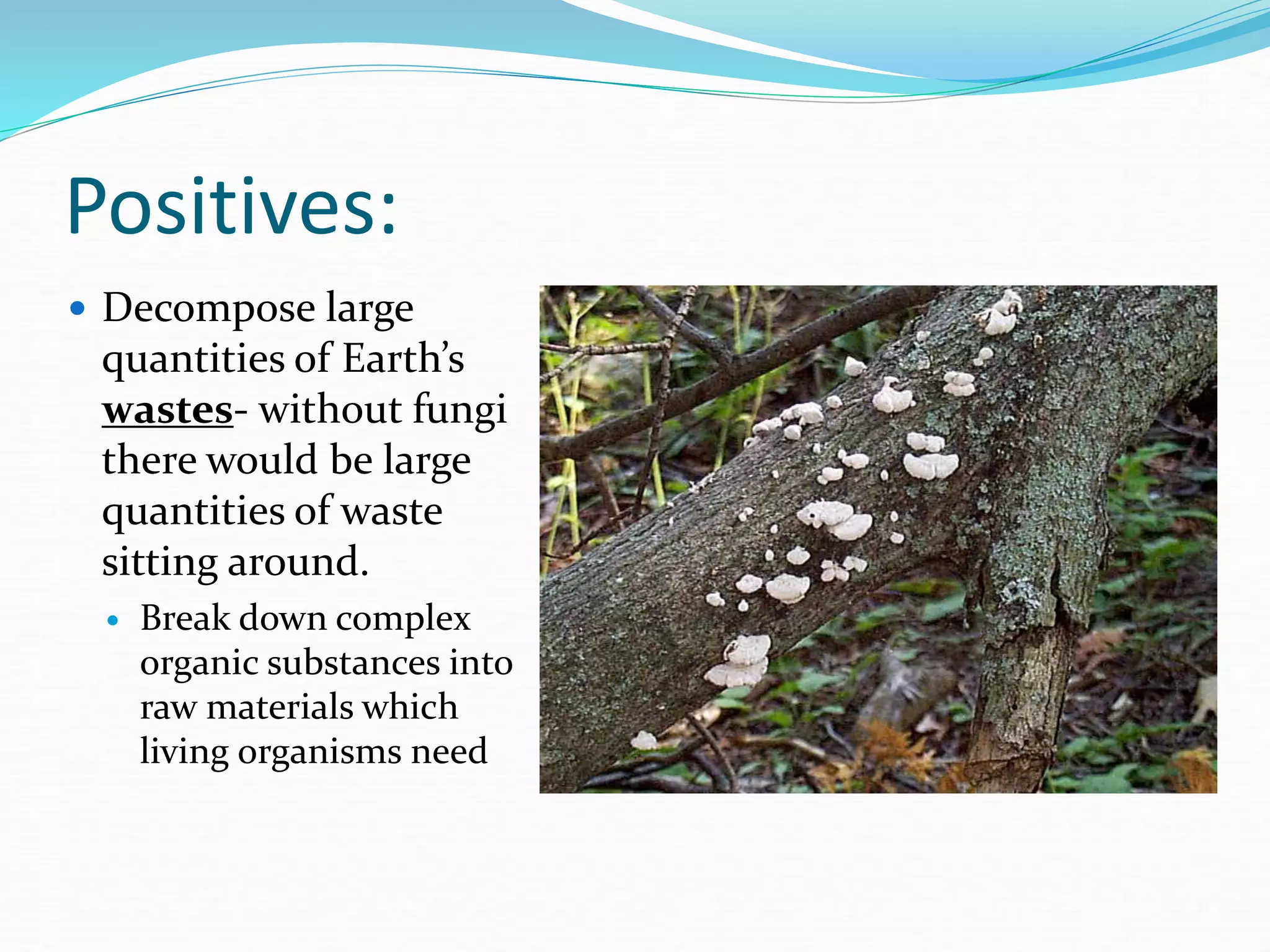 Positives:
 Decompose large
quantities of Earth’s
wastes- without fungi
there would be large
quantities of waste
sitting around.
 Break down complex
organic substances into
raw materials which
living organisms need
 