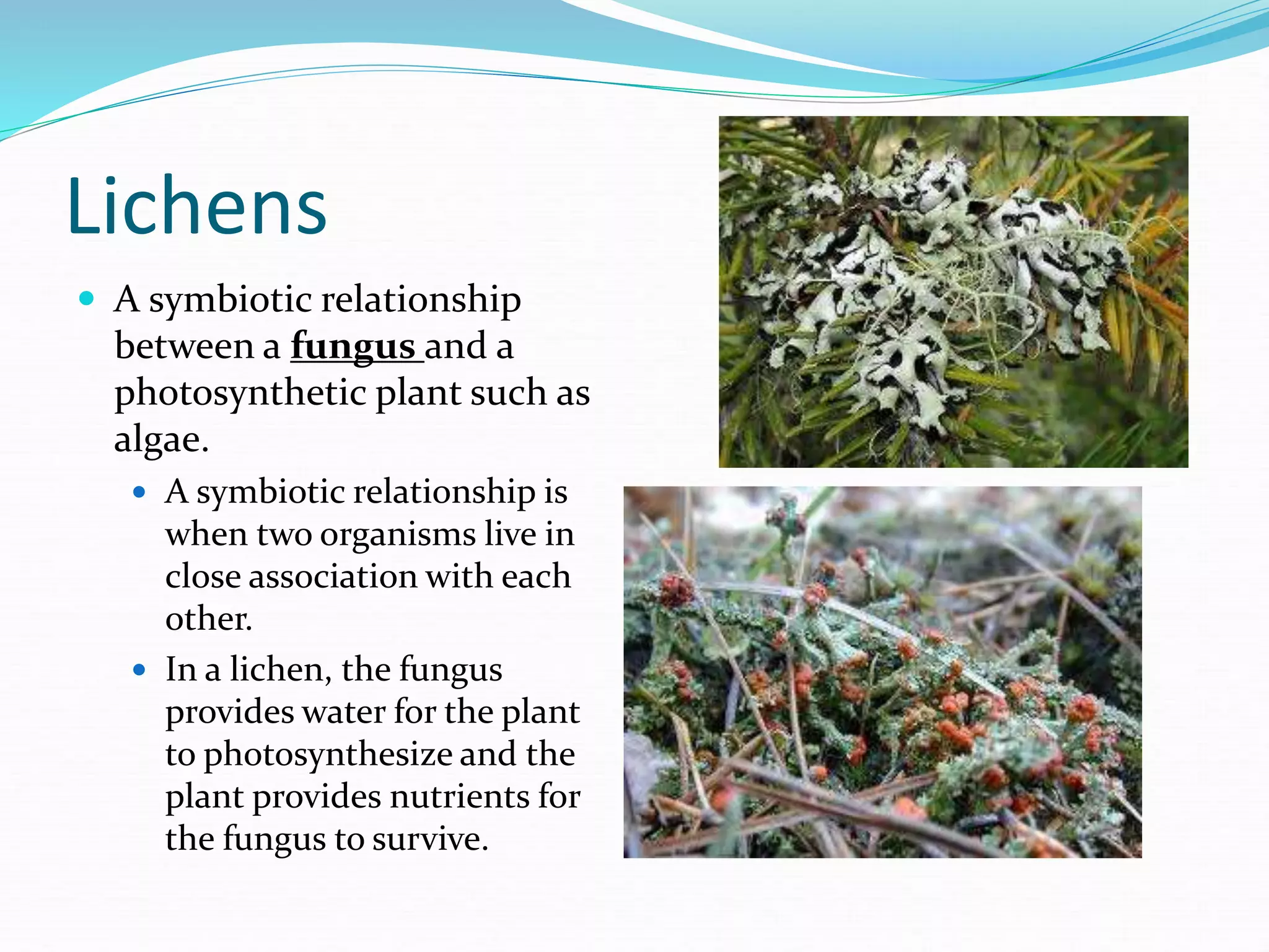 Lichens
 A symbiotic relationship
between a fungus and a
photosynthetic plant such as
algae.
 A symbiotic relationship is
when two organisms live in
close association with each
other.
 In a lichen, the fungus
provides water for the plant
to photosynthesize and the
plant provides nutrients for
the fungus to survive.
 