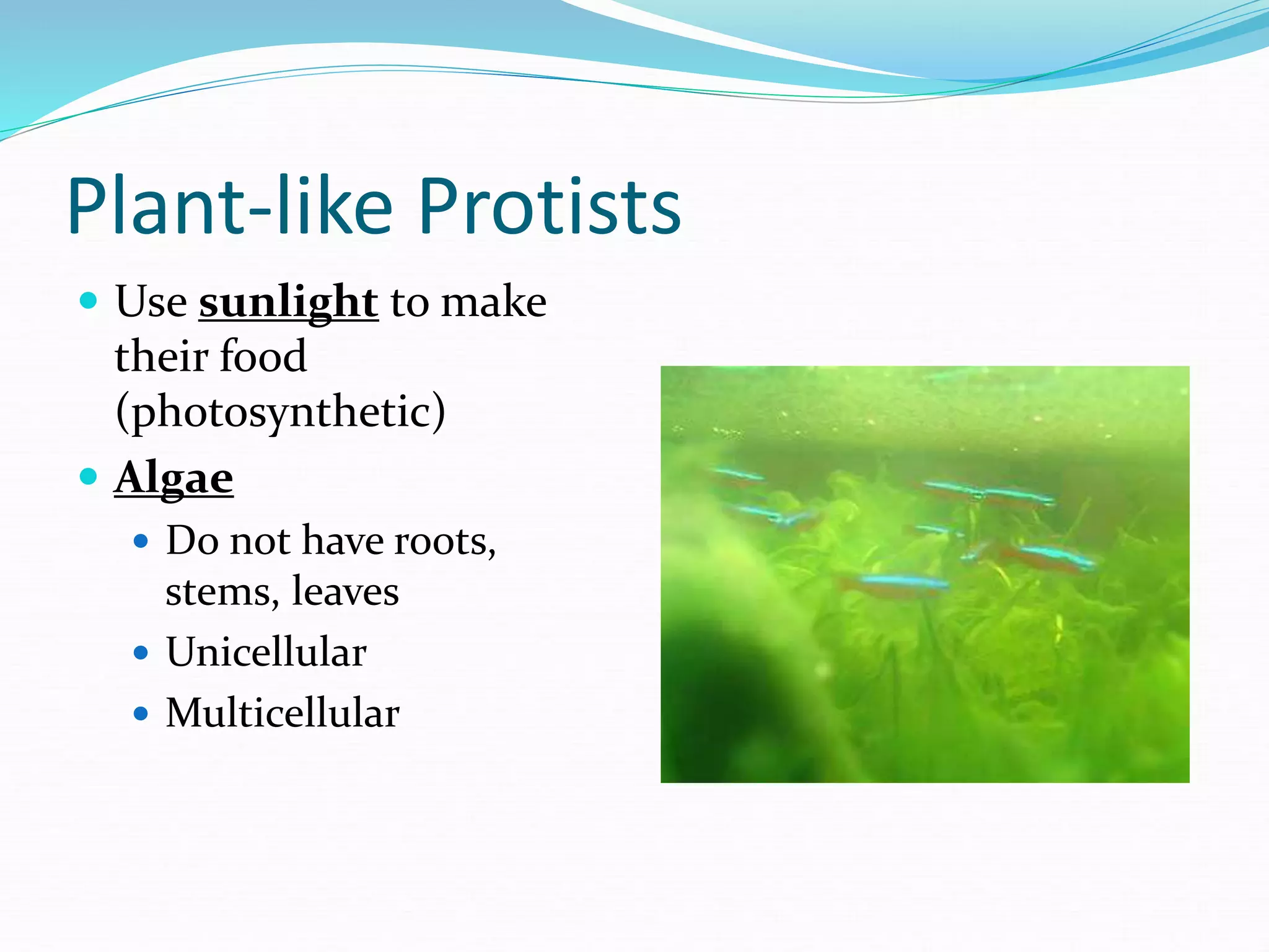 Plant-like Protists
 Use sunlight to make
their food
(photosynthetic)
 Algae
 Do not have roots,
stems, leaves
 Unicellular
 Multicellular
 