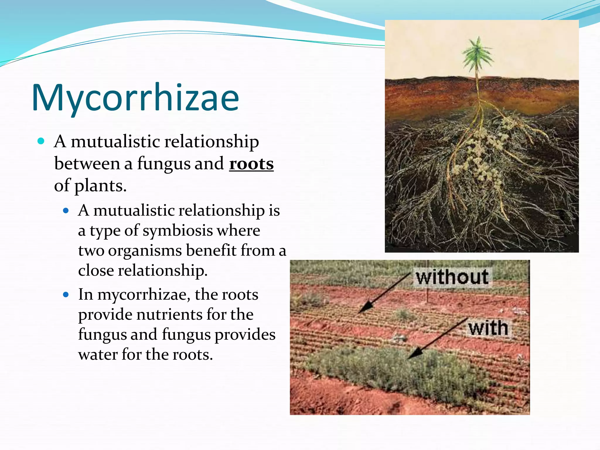 Mycorrhizae
 A mutualistic relationship
between a fungus and roots
of plants.
 A mutualistic relationship is
a type of symbiosis where
two organisms benefit from a
close relationship.
 In mycorrhizae, the roots
provide nutrients for the
fungus and fungus provides
water for the roots.
 