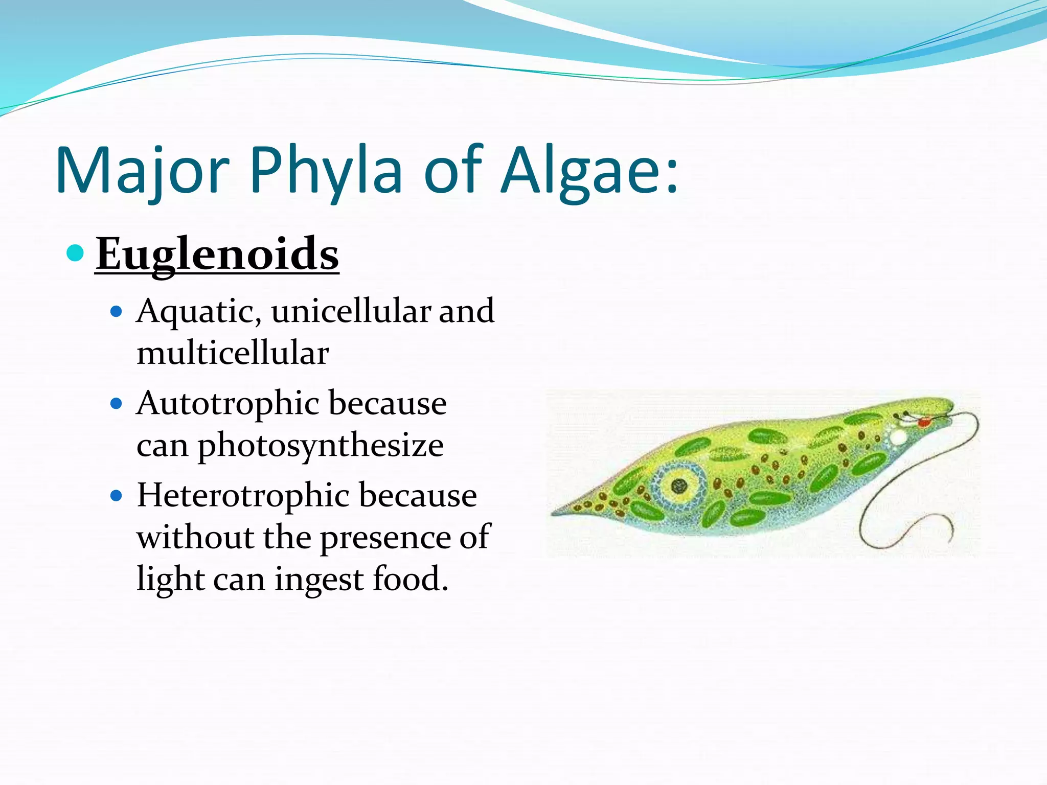 Major Phyla of Algae:
 Euglenoids
 Aquatic, unicellular and
multicellular
 Autotrophic because
can photosynthesize
 Heterotrophic because
without the presence of
light can ingest food.
 