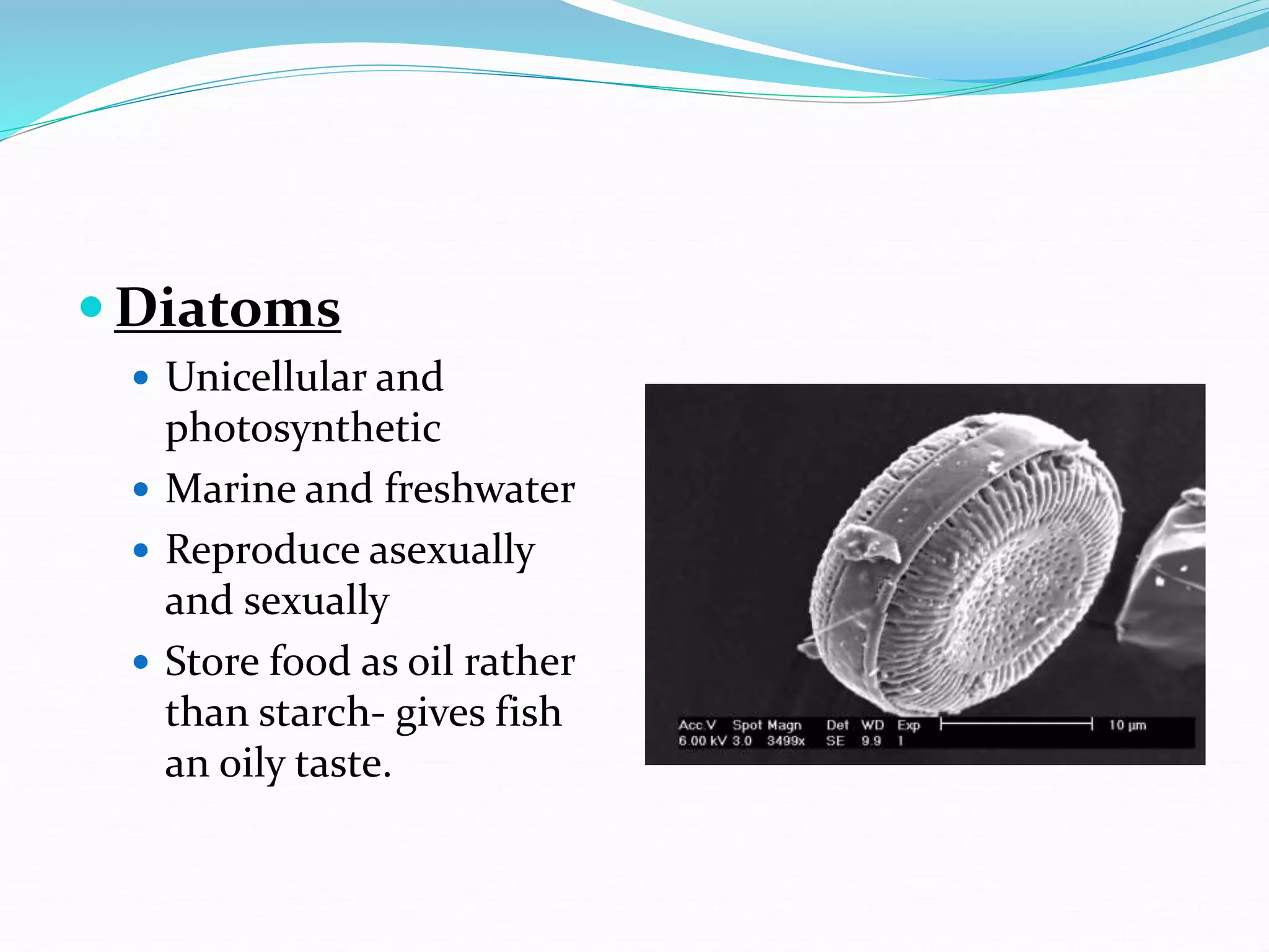  Diatoms
 Unicellular and
photosynthetic
 Marine and freshwater
 Reproduce asexually
and sexually
 Store food as oil rather
than starch- gives fish
an oily taste.
 