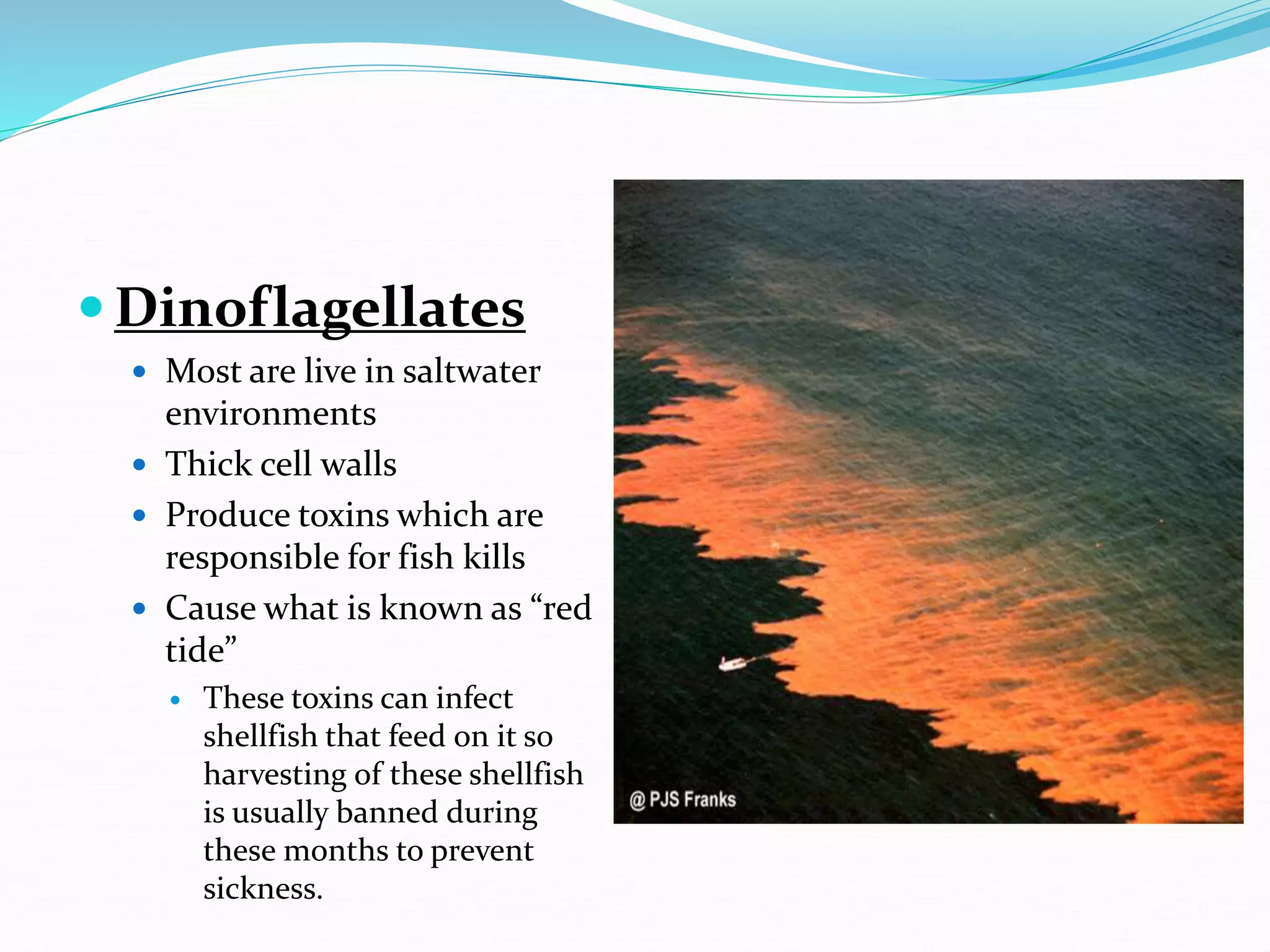  Dinoflagellates
 Most are live in saltwater
environments
 Thick cell walls
 Produce toxins which are
responsible for fish kills
 Cause what is known as “red
tide”
 These toxins can infect
shellfish that feed on it so
harvesting of these shellfish
is usually banned during
these months to prevent
sickness.
 