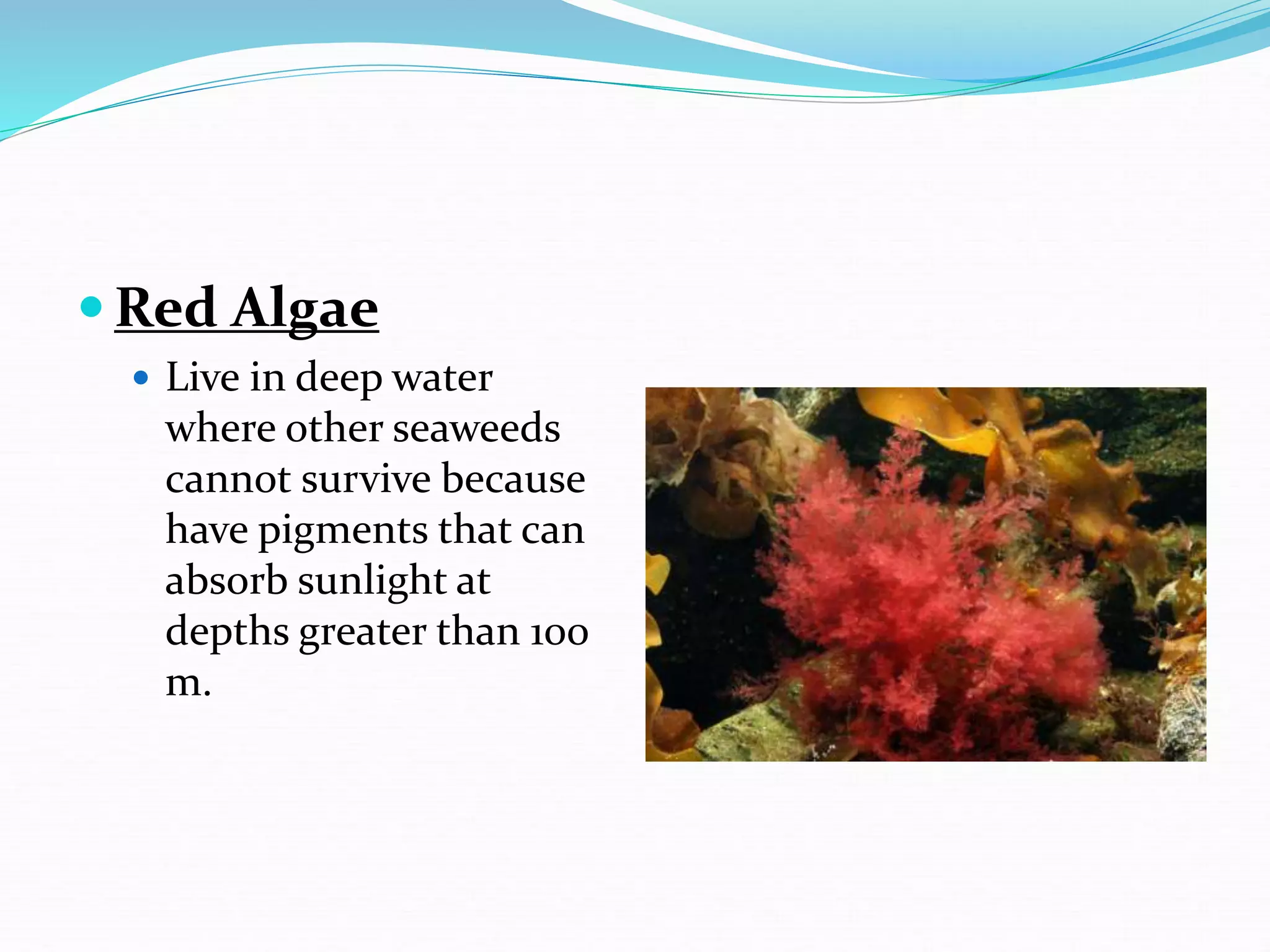  Red Algae
 Live in deep water
where other seaweeds
cannot survive because
have pigments that can
absorb sunlight at
depths greater than 100
m.
 