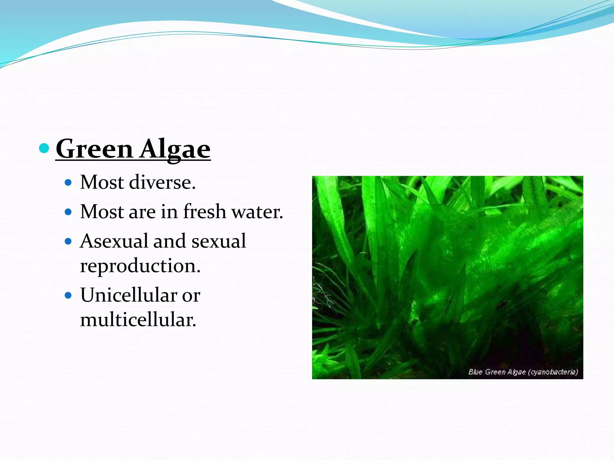  Green Algae
 Most diverse.
 Most are in fresh water.
 Asexual and sexual
reproduction.
 Unicellular or
multicellular.
 