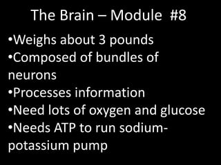The Brain – Module #8
•Weighs about 3 pounds
•Composed of bundles of
neurons
•Processes information
•Need lots of oxygen and glucose
•Needs ATP to run sodium-
potassium pump
 