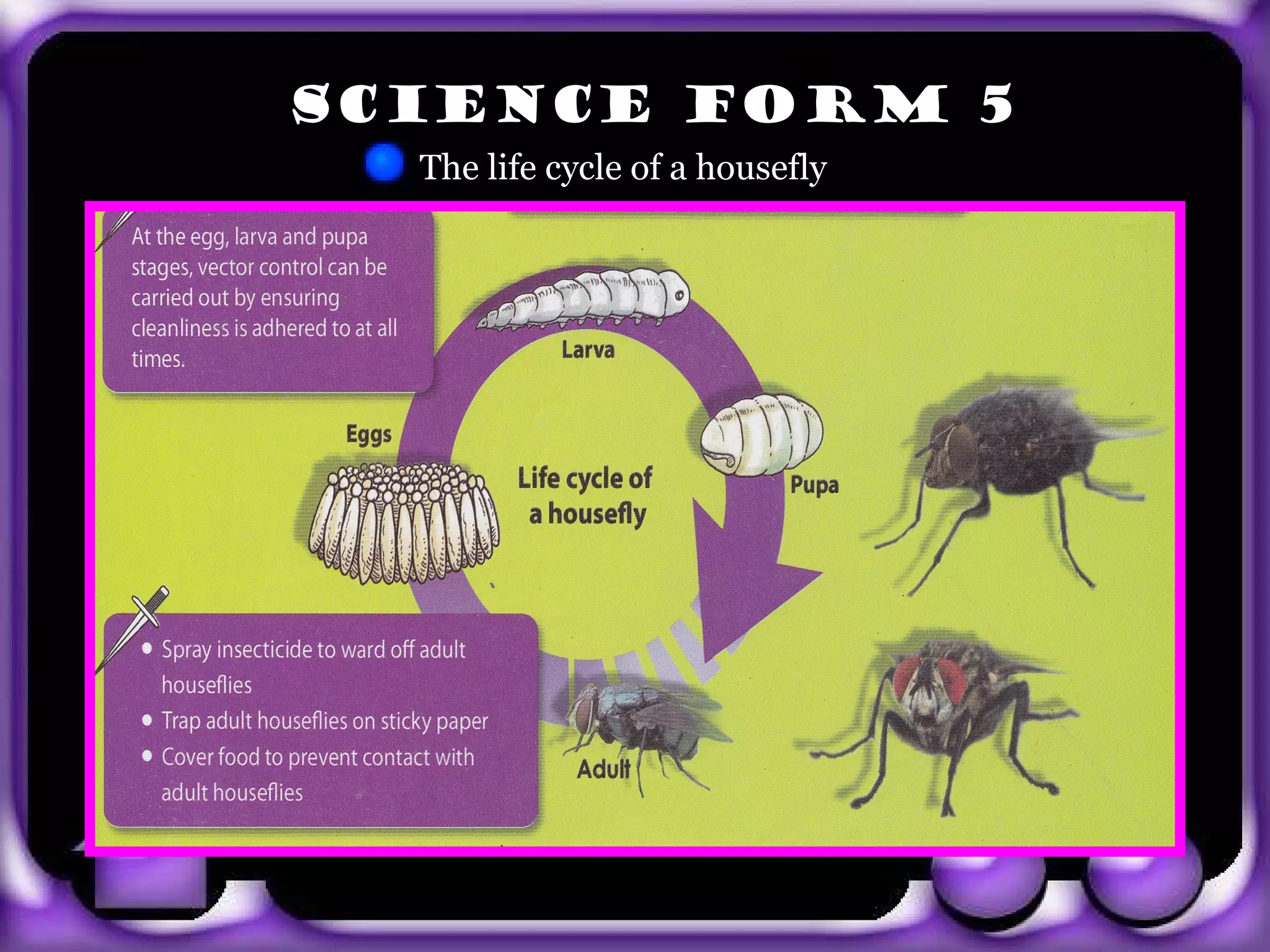 SCIENCE FORM 5
         The life cycle of a housefly




exit
 