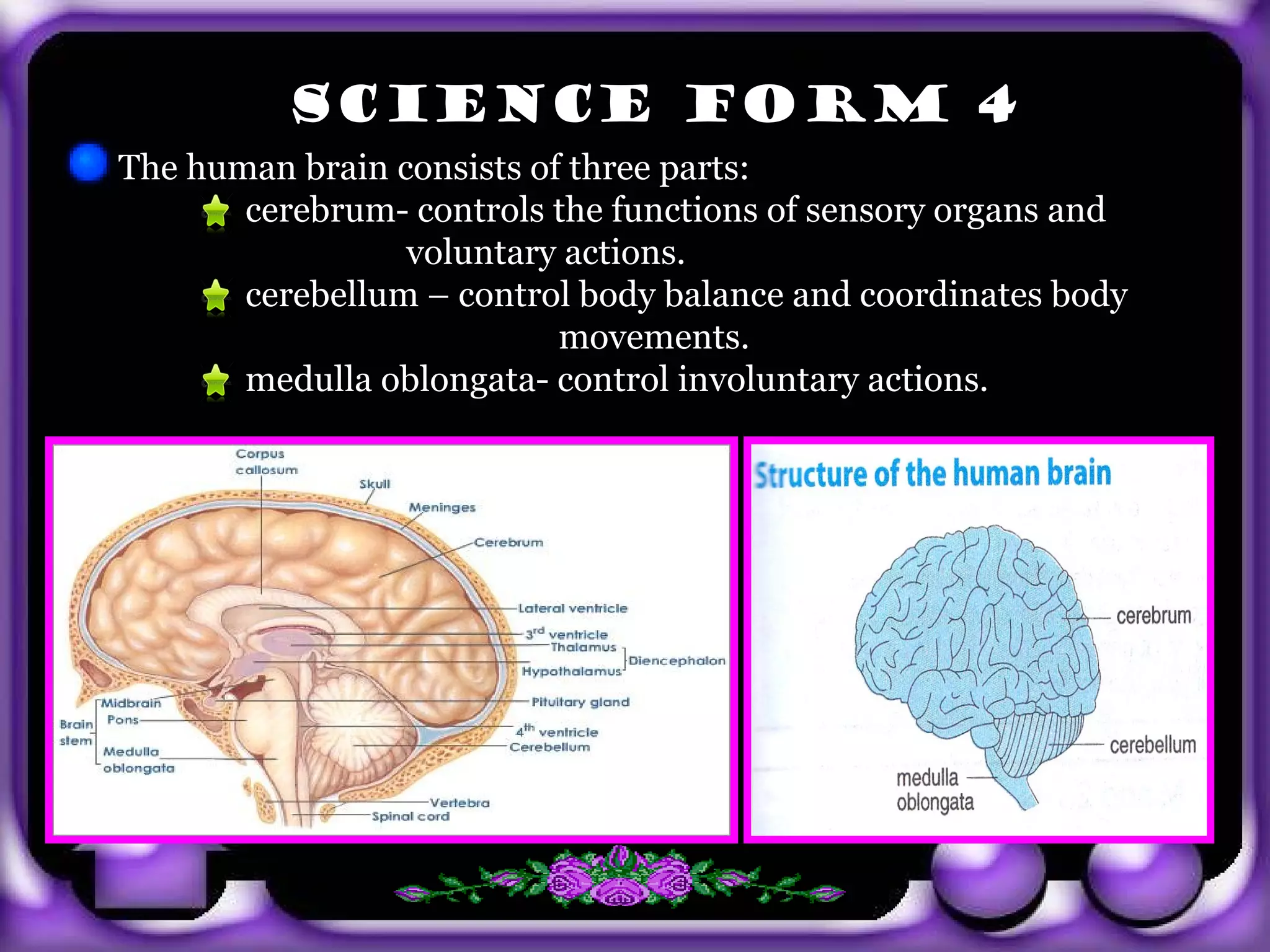 SCIENCE FORM 4
  The human brain consists of three parts:
         cerebrum- controls the functions of sensory organs and
                   voluntary actions.
         cerebellum – control body balance and coordinates body
                             movements.
         medulla oblongata- control involuntary actions.




exit
 