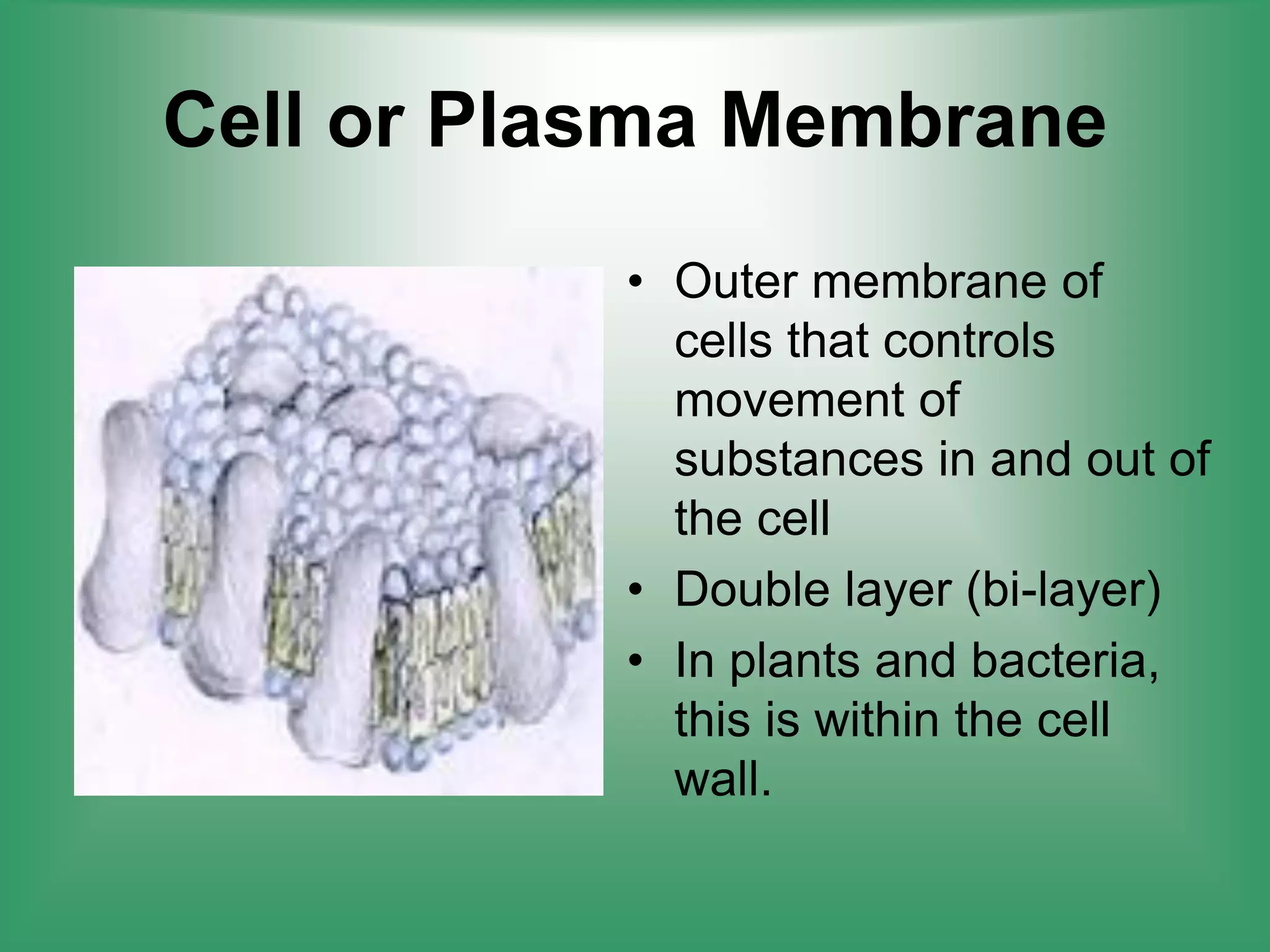 Cell (biology) visual data 4