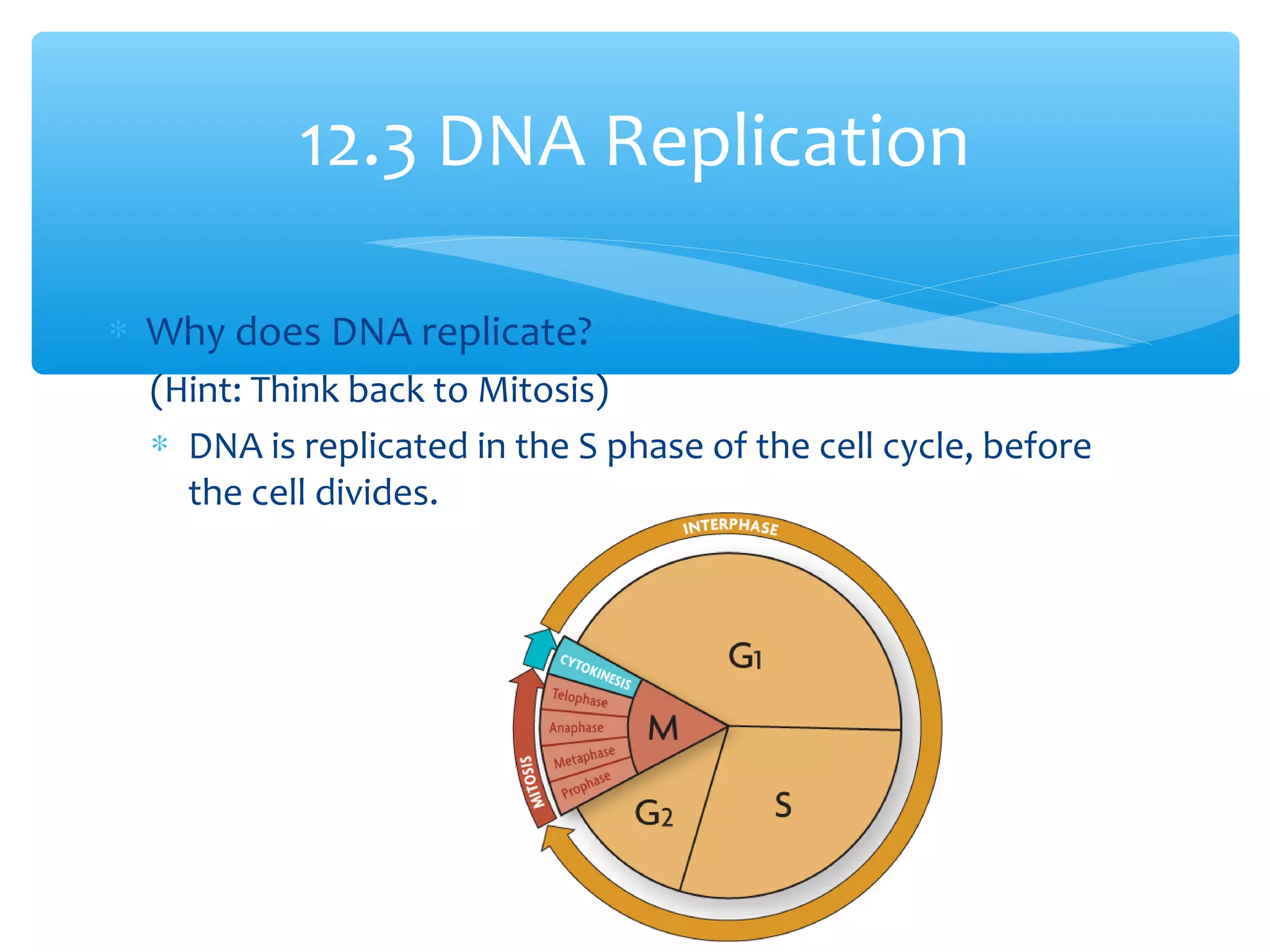∗ Why does DNA replicate?
(Hint: Think back to Mitosis)
∗ DNA is replicated in the S phase of the cell cycle, before
the cell divides.
12.3 DNA Replication
 