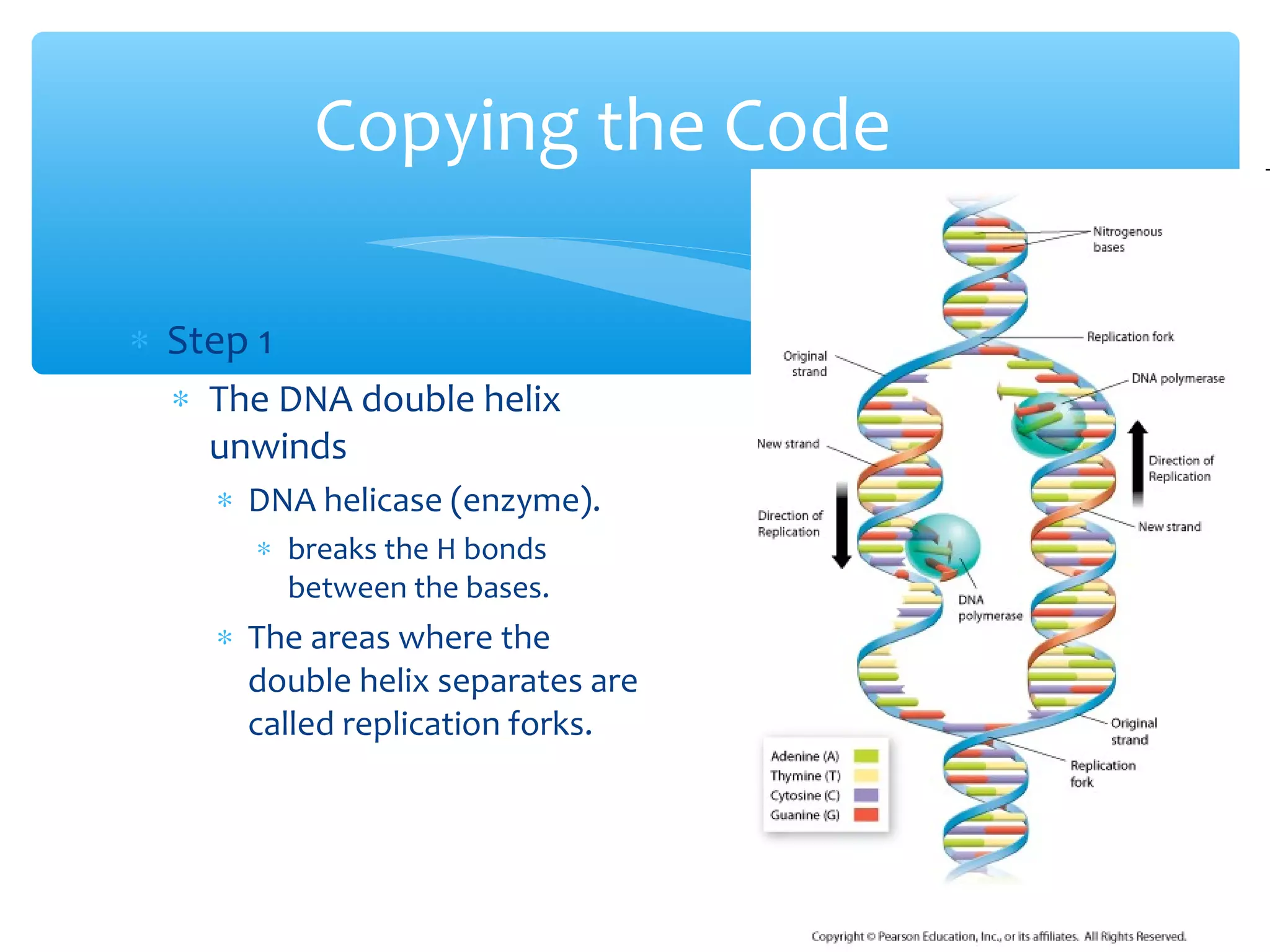 ∗ Step 1
∗ The DNA double helix
unwinds
∗ DNA helicase (enzyme).
∗ breaks the H bonds
between the bases.
∗ The areas where the
double helix separates are
called replication forks.
Copying the Code
 