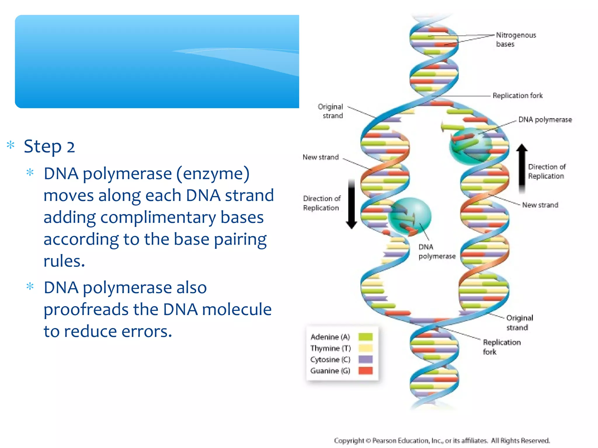 ∗ Step 2
∗ DNA polymerase (enzyme)
moves along each DNA strand
adding complimentary bases
according to the base pairing
rules.
∗ DNA polymerase also
proofreads the DNA molecule
to reduce errors.
 